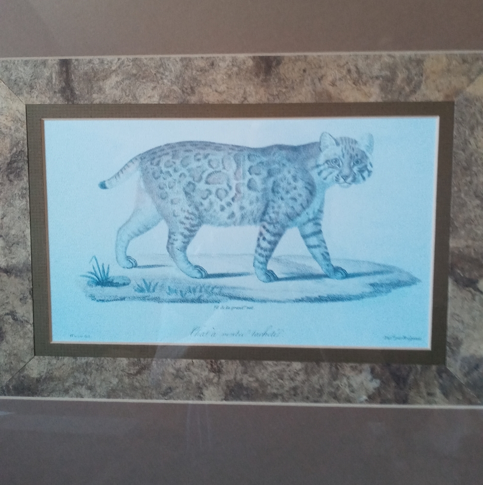 Bob Cat print by John Richard